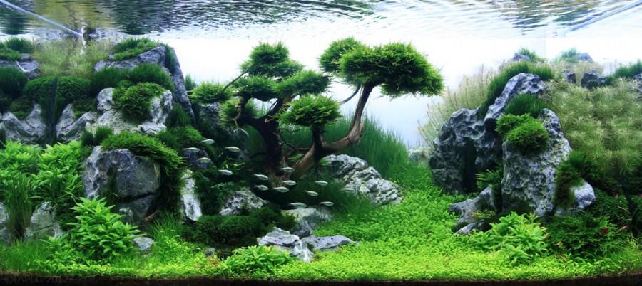 Acuario plantado