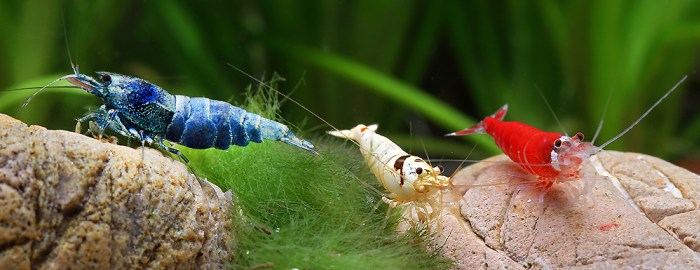 Gambas de colores