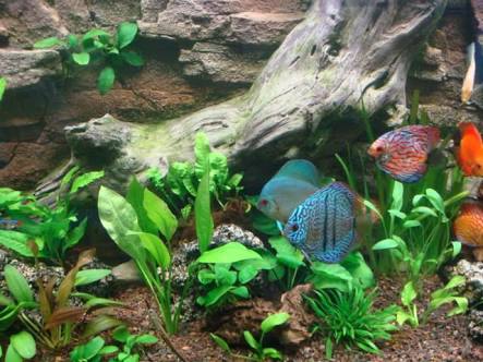 Acuario amazonico