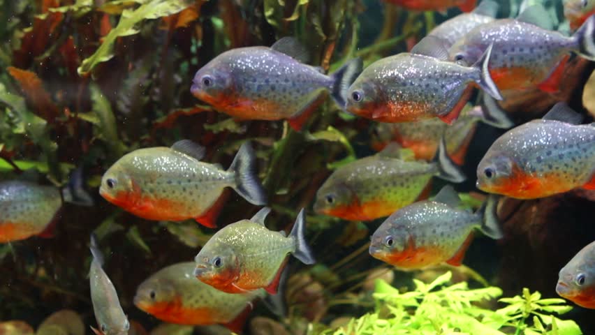 Acuario de pirañas
